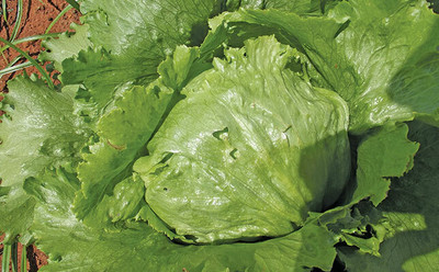 Quentova Iceberg lettuce-NCS-22J Seed(300 per packet)