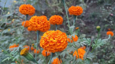 Rolimoli marigold/gende ka phool flower seeds Seed(75 per packet)