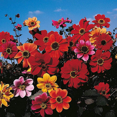 LPR DAHLIA Seed(50 per packet)