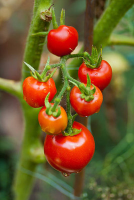 Chalisa Agencies tomato Seed(100 per packet)