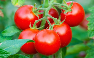 CYBEXIS Pusa Hybrid 4 Hybrid Tomato2000 Seeds Seed(2000 per packet)