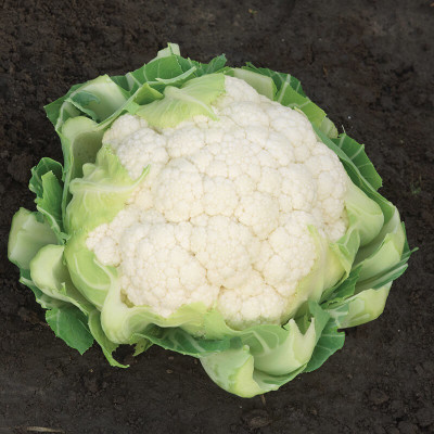 CYBEXIS RALEIGH Cauliflower Variety2000 Seeds Seed(2000 per packet)