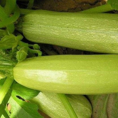 KNESSiN DLX-83 Zucchini Seed(30 per packet)