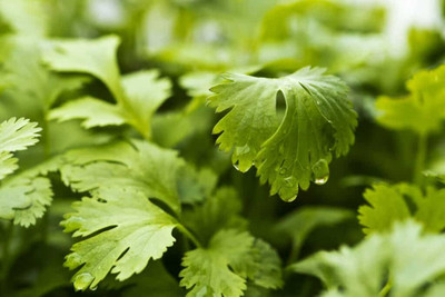 CEZIUS (Dhaniya Beej) for Sowing Purpose Coriander organic-b5V Seed(340 per packet)