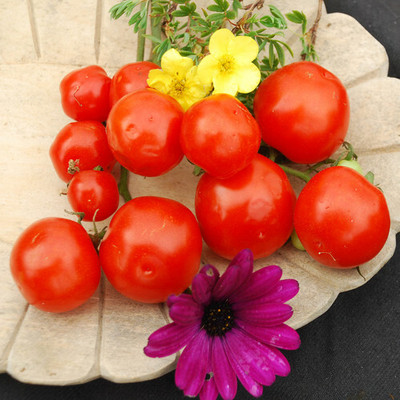 VRAKSHA Tomato Red टमाटर Seed(2000 per packet)