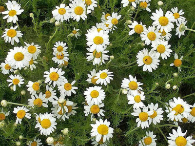 CYBEXIS LX-30 - Roman Chamomile - (2250 Seeds) Seed(2250 per packet)