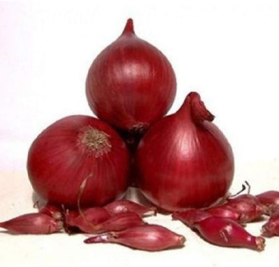 Qualtivate XXX-8A Red Baron Onion Non GMO Seed(500 per packet)