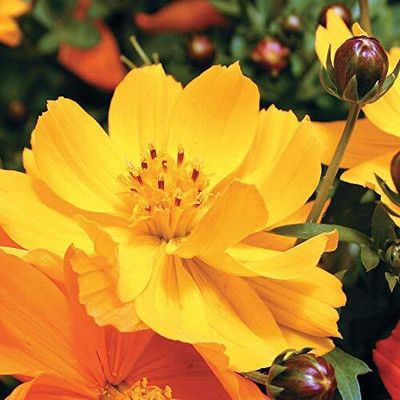 Epazo Double Click Cranberries' Seeds. Cosmos Cranberries Seed(34 per packet)