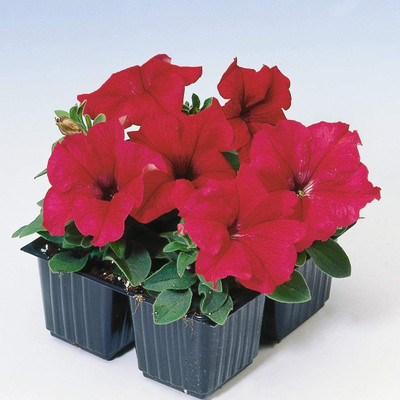 VibeX PAU-96 - Petunia Grandiflora Red - (540 Seeds) Seed(540 per packet)