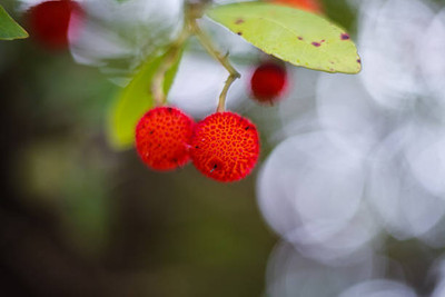 MAA LITCHI,LICHEE,LYCHEE Seed(10 per packet)