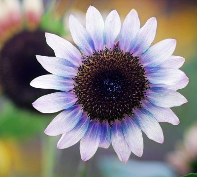 CYBEXIS PUAS-26 - Rare Exotic Purple Sunflowers - (150 Seeds) Seed(150 per packet)