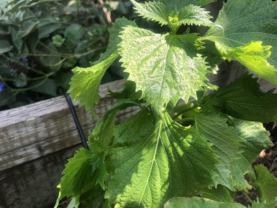 VibeX VVI-21 - Green Shiso (Perilla) - (2250 Seeds) Seed(2250 per packet)