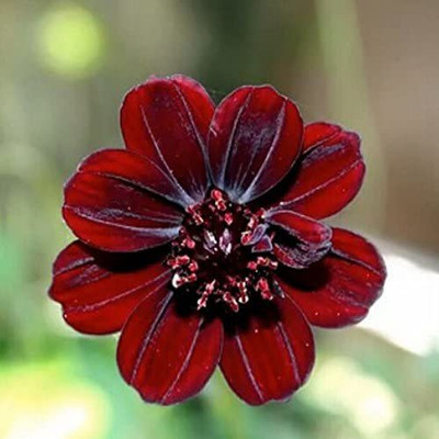 CYBEXIS Rare Cosmos Flower Seeds-Blooms Seed(1 g)