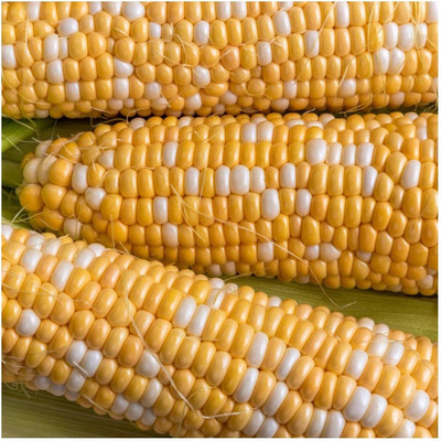 WILLVINE ROX -XII Serendipity Hybrid Sweet Corn Seeds-[100g] Seed(400 per packet)