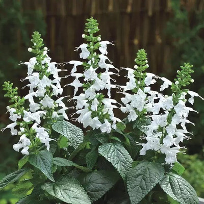 Aro Salvia Seed(20 per packet)