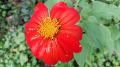 Quentova Tithonia Orange Flower-KMT-6S Seed(75 per packet)