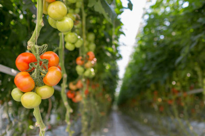 Shital tomato Seed(115 per packet)