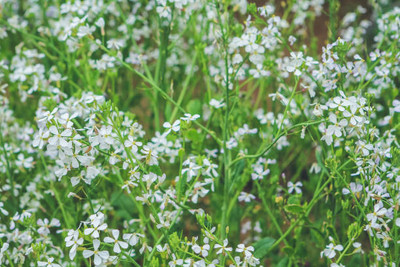 Oliver gypsophila flower Seed(50 per packet)