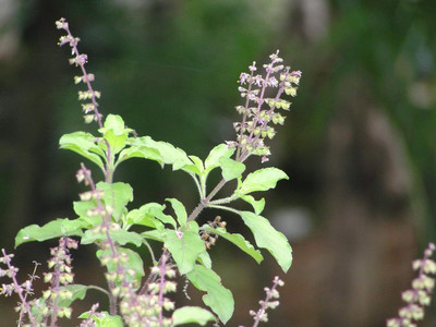 LPR TULSI, BASIL SEEDS Seed(400 per packet)