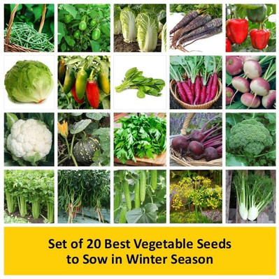 WILLVINE Set of 20 Best Vegetable Seeds to Sow in Winter Season Seed(2500 per packet)