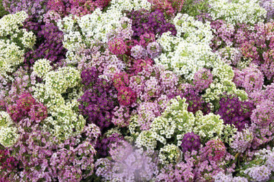 Quentova Alyssum Wonderland Mix-CTU Seed(40 per packet)