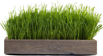 Qualtivate KGF -85 Premium Hard Red Winter Wheat Seed(2000 per packet)