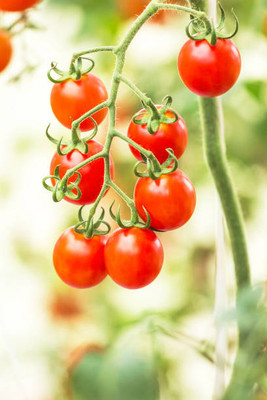Srida tomato Seed(135 per packet)