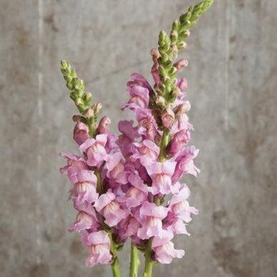 CRGO ANTIRRHINUM Seed(40 per packet)