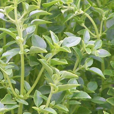 VibeX ® VMR-6 Fino Verde Basil Seeds Seed(1000 per packet)