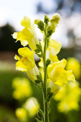 Lorvox Antirrhinum/Snapdragon/Dog Flower Dwarf Flower Seed(120 per packet)