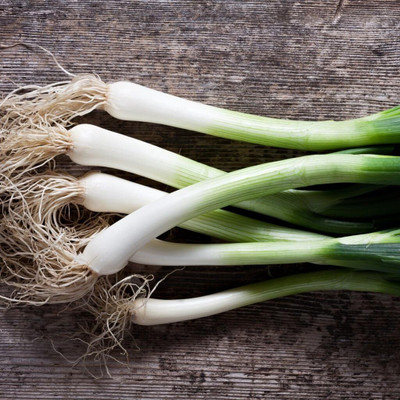 WILLVINE White Lisbon Salad Onion-[400 Seeds] Seed(400 per packet)