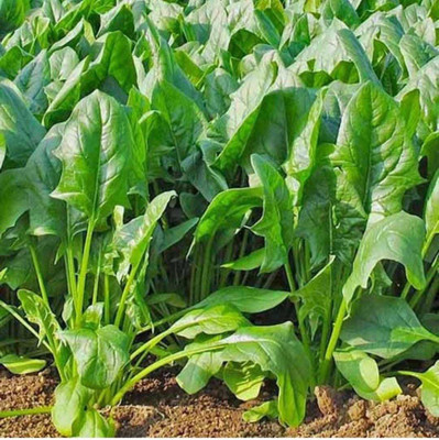 Oliver palak,spinach Seed(35 per packet)