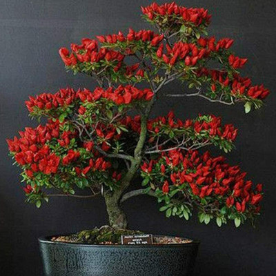 CYBEXIS Red Chili Seeds600 Seeds Seed(600 per packet)
