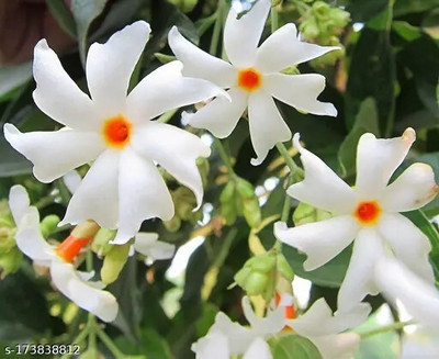 Arshiayat jasmine flower seeds Seed(128 per packet)