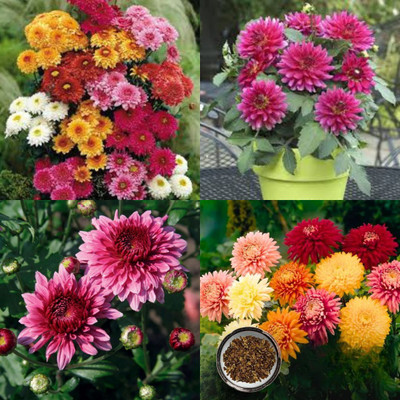 ibains Chrysanthemum mixed seeds 10 Seed(10 per packet)