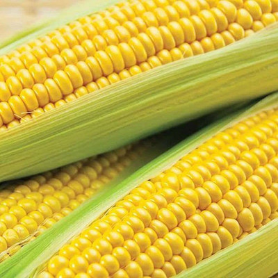 LPR SWEET CORN Seed(100 per packet)