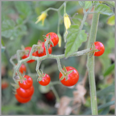 WILLVINE World's Smallest Tomato Traditional Seeds [2.5g, 750 Seeds] Seed(750 per packet)