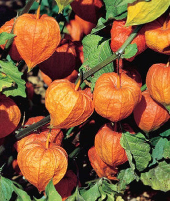 CYBEXIS Chinese Lantern, Strawberry Ground Cherry400 Seeds Seed(400 per packet)