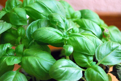 Quentova Sweet Italian Basil-XIL Seed(200 per packet)