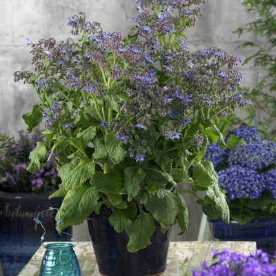 VibeX XLL-86 - Blue Borage Herb - (1350 Seeds) Seed(1350 per packet)