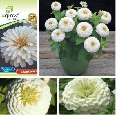 JD AGRO VIBRANT WHITE BLOOMZINNIA FLOWERS ZINNIA PLANT & SEEDS Seed(40 per packet)