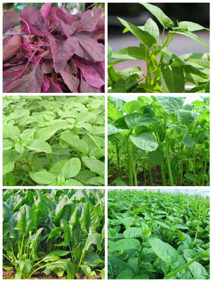 Cloud Farm Spinach/Malabar Spinach/Water Spinach/Amaranth/Pui/Palak 6 vegetable Combo Pack Seed(20 per packet)