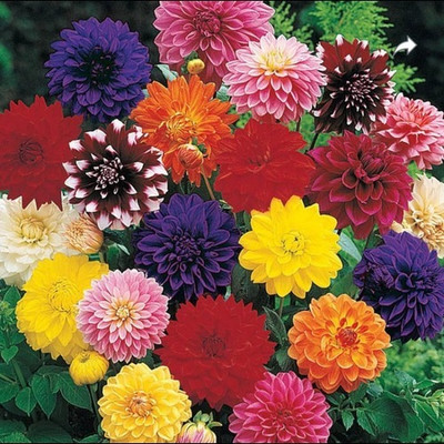 seedagro Dahlia Double Figaro Mix Seed(150 per packet)