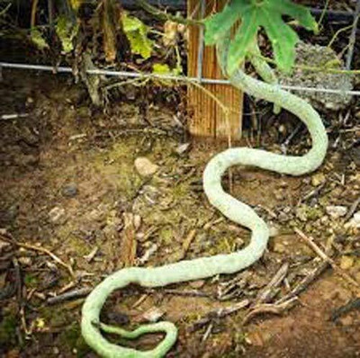 Qualtivate PUA-3A F1 Snake Gourd Seeds Seed(25 per packet)