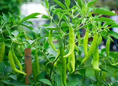 Lorvox CHILLI MIRCHI HYBRID SEEDS,HOT GREEN CHILLI Seed(600 per packet)