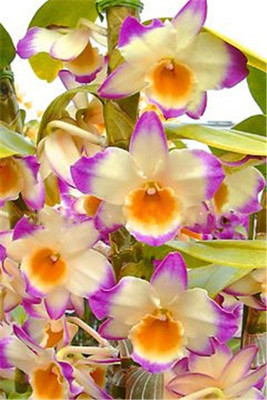 FUTABA Dendrobium Orchid Flower Seed(100 per packet)