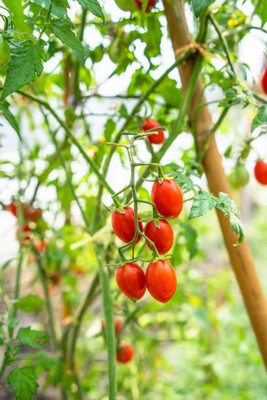 FRESHOO tomato Seed(115 per packet)