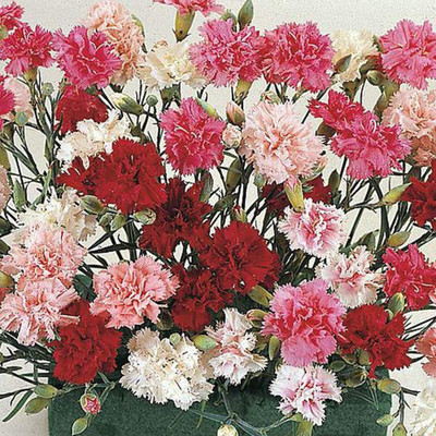 CYBEXIS Dianthus plumarius Seeds 'Sonata' Pinks, Carnation Seeds Hardy Perennial Seed(1 g)