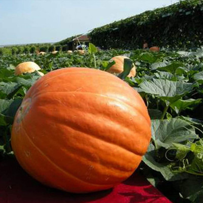 CYBEXIS Hybrid Giant Pumpkin Seeds Moschata Cushaw Cucurbita 100 Seeds Seed(100 per packet)