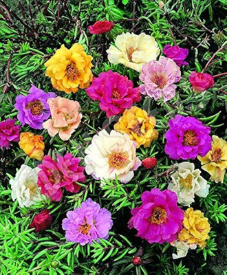 AMAJIT Portulaca seeds,Moss Rose flower seeds,9 o clock flower seeds,Sun Rose seeds, Seed(65 per packet)